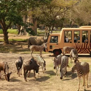 Jungle Hopper Package At Bali Safari Park