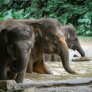 Elephant Mud Fun Packages At Bali Zoo Sukawati