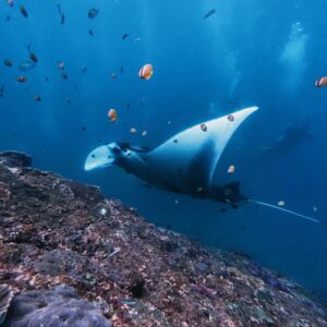 Manta Bay Snorkeling & West Nusa Penida Tour