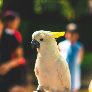 One Day Bali Bird Park Admission Ticket Booking