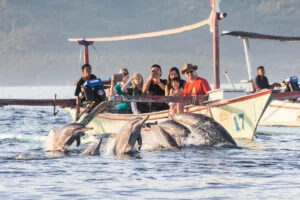 Private In Nusa Dua Tour at Lovina Beach Bali – Best Experience