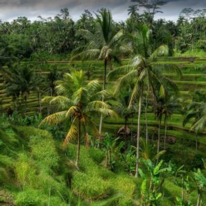 Ubud Bali Tour - Ubud & Ayung River Rafting Tour