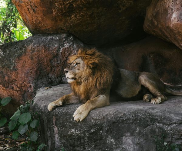 Bali Safari Park 1