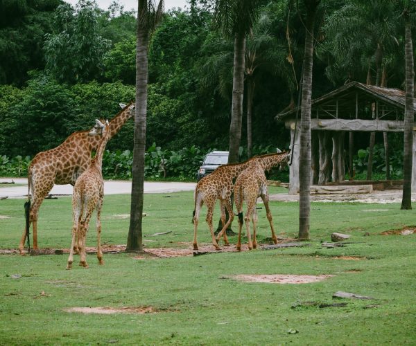 Bali Safari Park 2