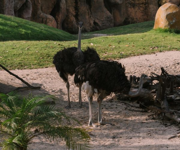 Bali Safari Park 3