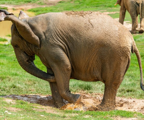 Elephant Mud1