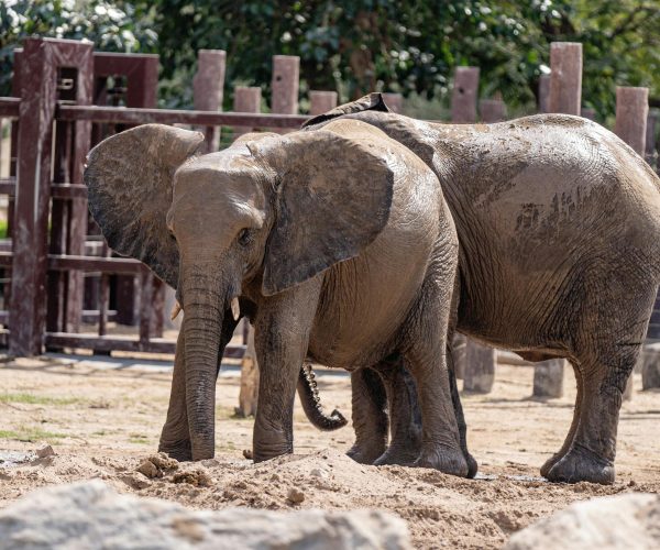 Elephant Mud2