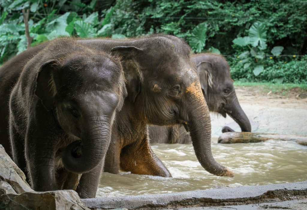 Elephant Mud3