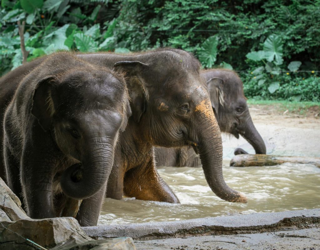 Elephant Mud3