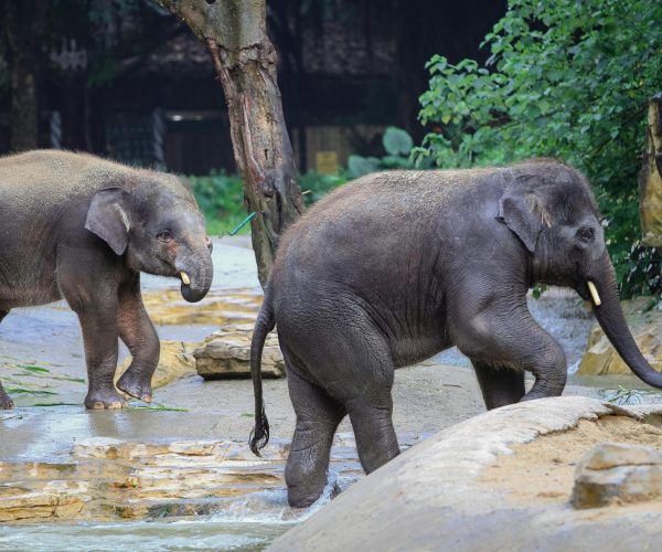 Elephant Mud4