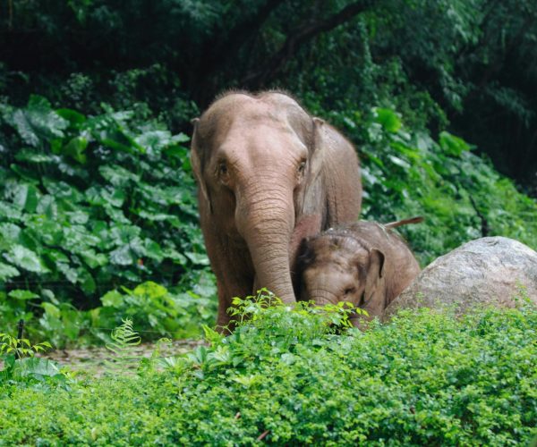 Elephant Mud5