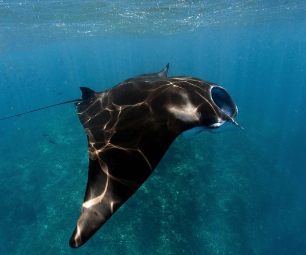 Penida Manta Snorkeling