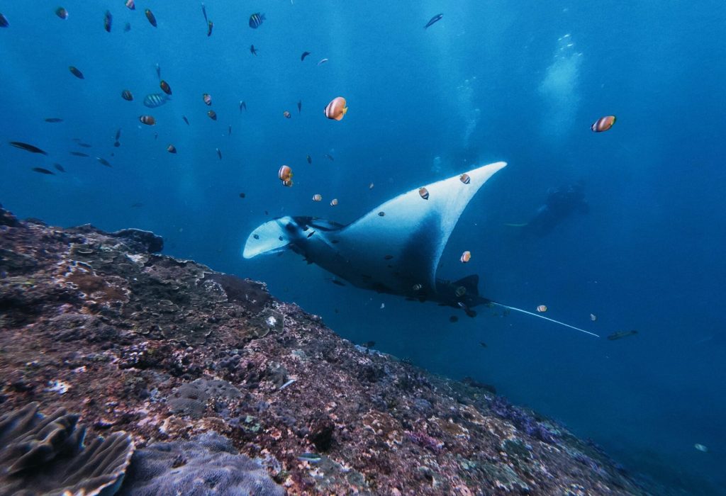 Penida Manta Snorkeling2