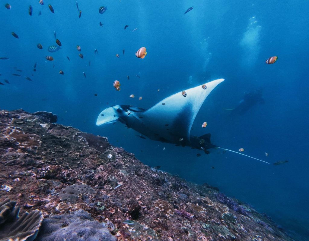 Penida Manta Snorkeling2