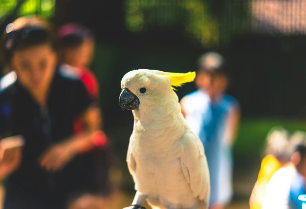 bali bird1