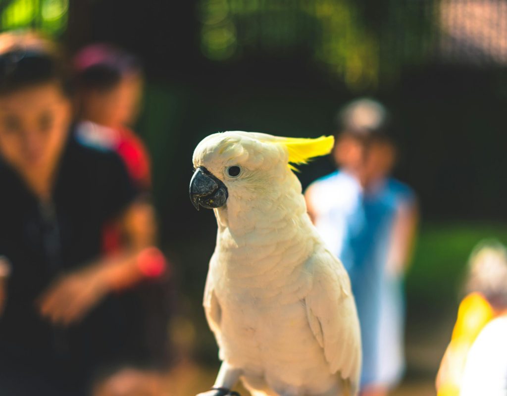 bali bird1