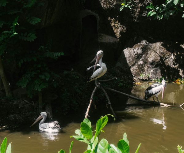 bali bird2