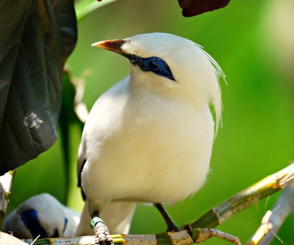 bali bird3