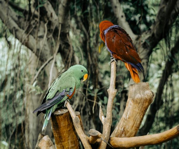 bali bird4