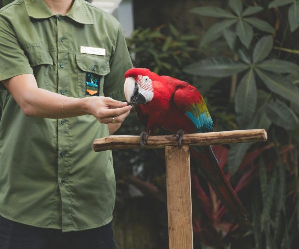 bali bird5