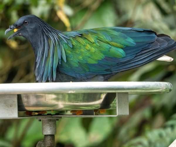 bird park4