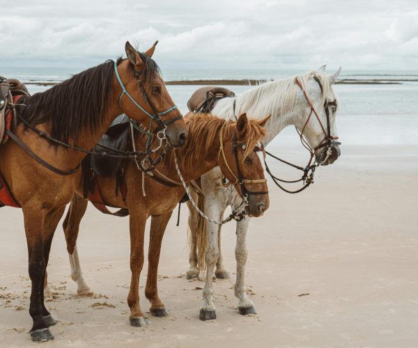 horse riding2