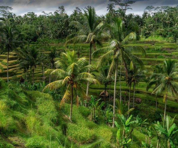 ubud tera