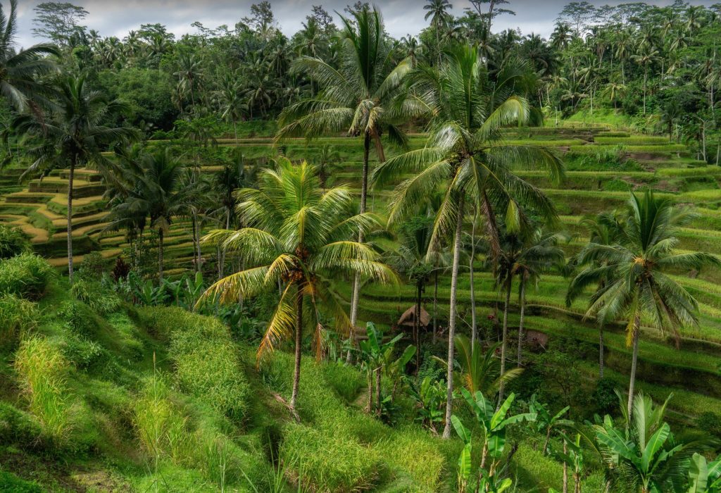 ubud tera