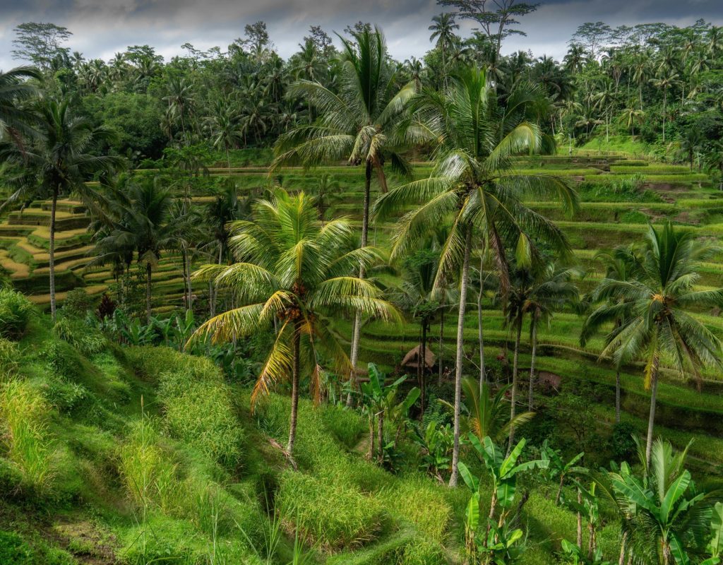 ubud tera